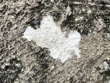 Beton zemine kuş pisliği.