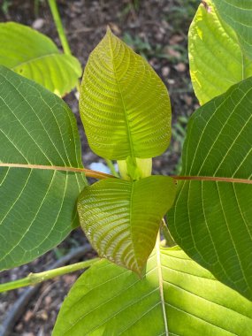 Doğanın bahçesinde kratom yaprağı
