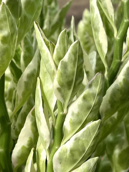 Pianta Zig Zag Nel Giardino Naturale — Foto Stock