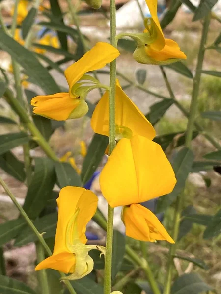 Żółty Słoneczny Kwiat Konopi Ogrodzie — Zdjęcie stockowe