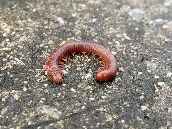 Close Red Millipede Ground — стоковое фото
