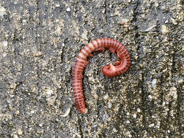 Primo Piano Millepiedi Rosso Terra — Foto Stock