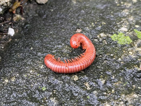 Close Van Een Rode Duizendpoot Grond — Stockfoto