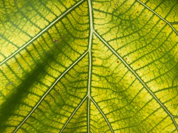 Friss Zöld Tölgyfa Levél Textúra — Stock Fotó