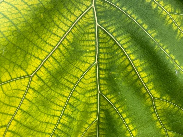 Green Teak Leaf Texture Background — Stock Fotó