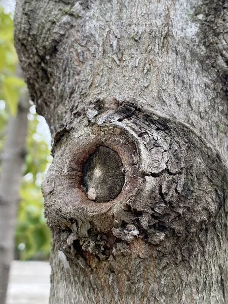 Nahaufnahme Trockener Baumrinde — Stockfoto