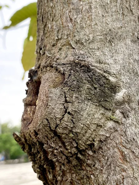 Cerca Textura Seca Del Árbol Corteza — Foto de Stock