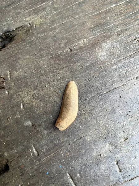 Tahta Zemindeki Sümüklüböceği Kapat — Stok fotoğraf