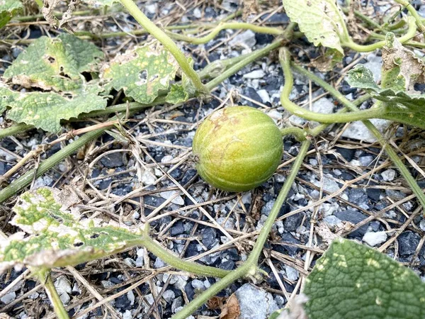 Bryonia Laciniosa Fruit Ground — Stock Fotó