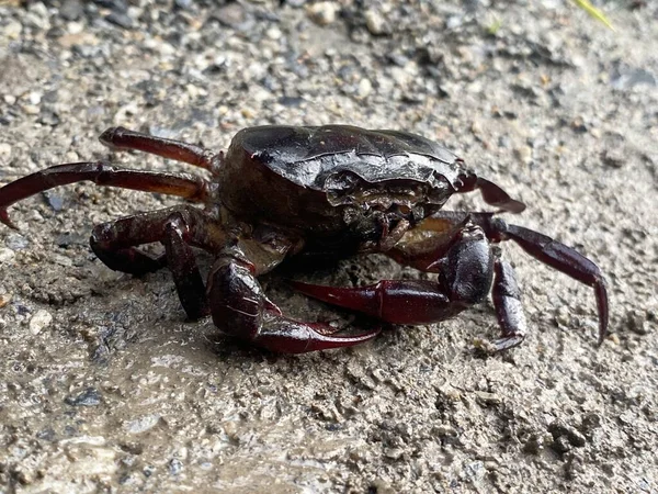 Close Crab Ground — Stock Photo, Image