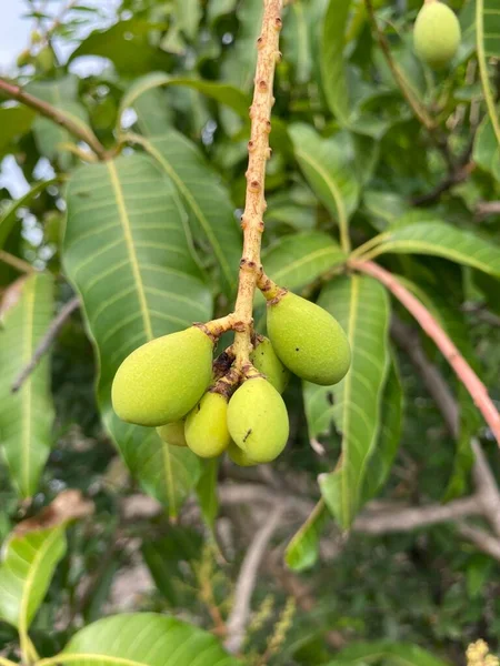 Fruta Mango Jardín Natural — Foto de Stock