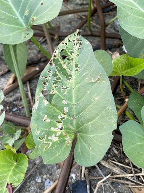 bir bitkinin yeşil su ıspanak yaprakları