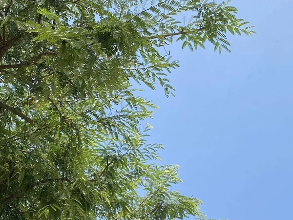 Folhas Tamarindo Verdes Uma Árvore Floresta — Fotografia de Stock