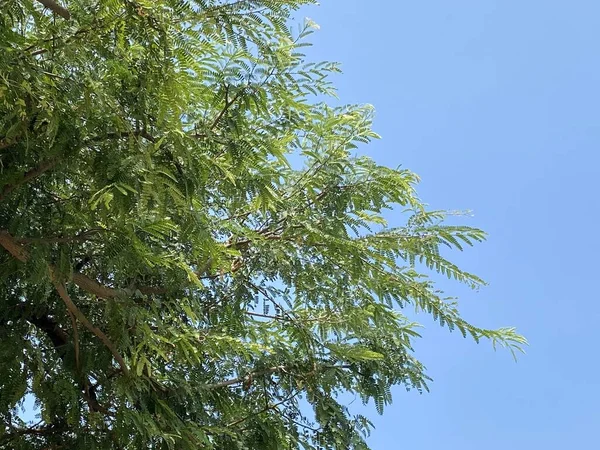 Зелене Листя Тамаринда Дереві Лісі — стокове фото