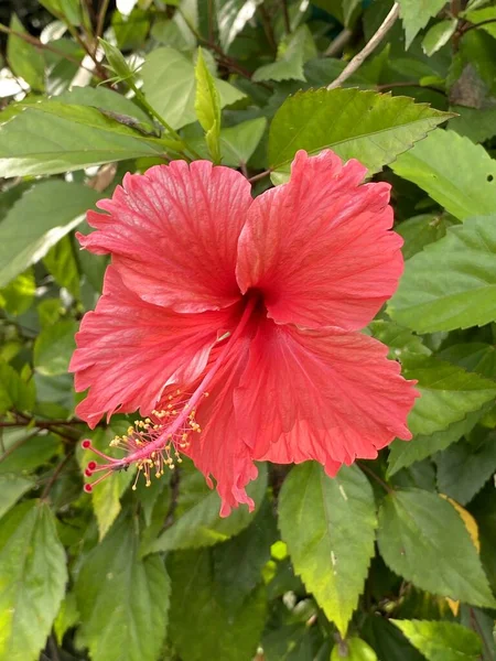 Красива Червона Квітка Гібіскуса Саду — стокове фото