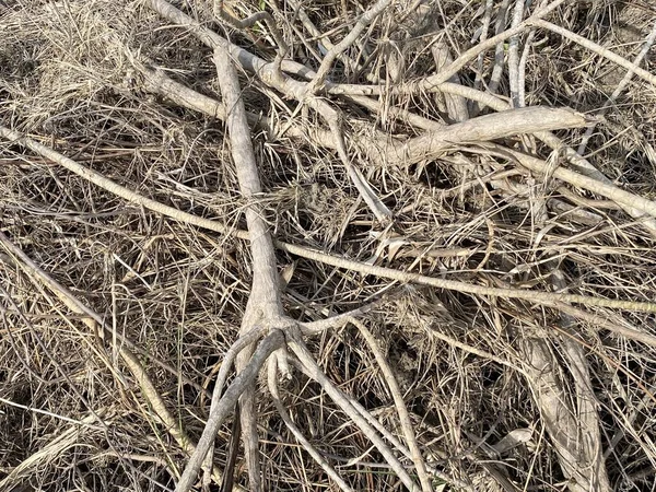 地面に乾いた木や枝があり — ストック写真