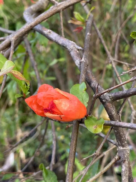 Flor Granada Jardín Natural — Foto de Stock