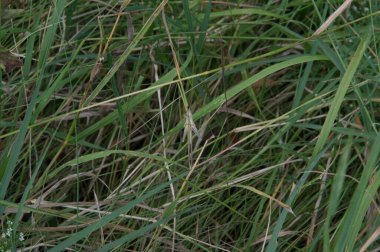 close-up: pale brown grasshopper in the grass