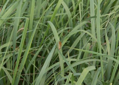 close-up: pearly heath butterfly with the reddish yellow undeside 