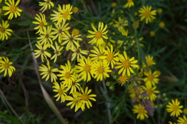 close-up: a bunch of willowleaf yellowhead in the lane