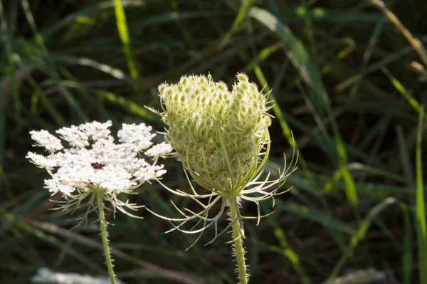 plane in the sky full of cattered clouds