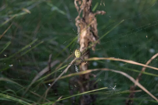 Close Big Wasp Spider Its Orb Web — ストック写真