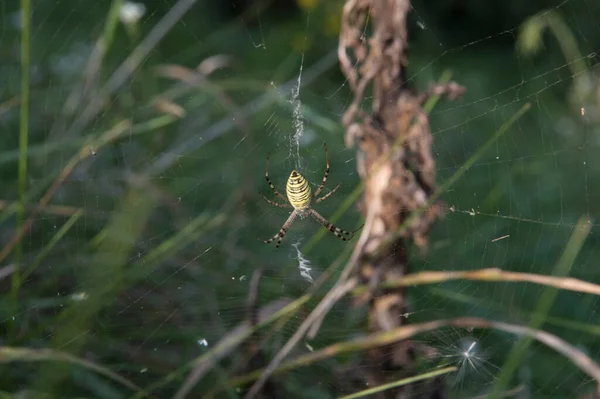 Close Big Wasp Spider Its Orb Web — ストック写真