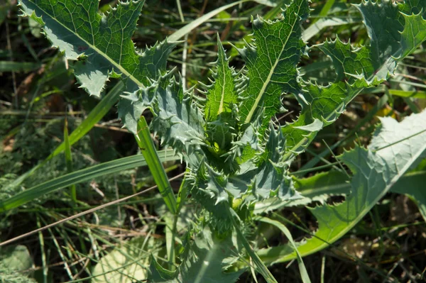 close-up: large spiny rosette of cotton thistle