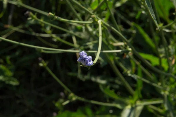 close-up: unexpanded blue flower of common chicory