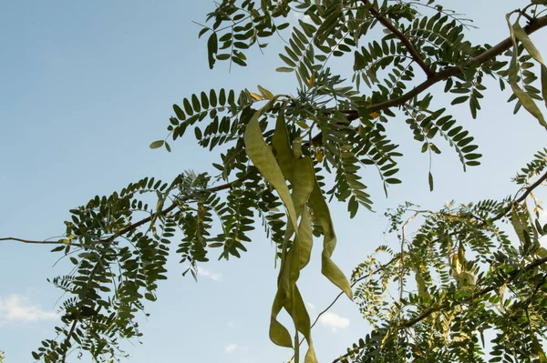 Close Branches Thorntree Acacia Long Big Seed Pods — Zdjęcie stockowe