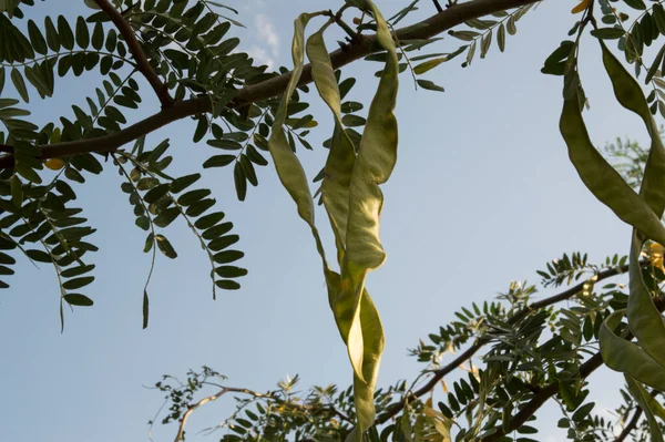 Close Branches Thorntree Acacia Long Big Seed Pods — Zdjęcie stockowe
