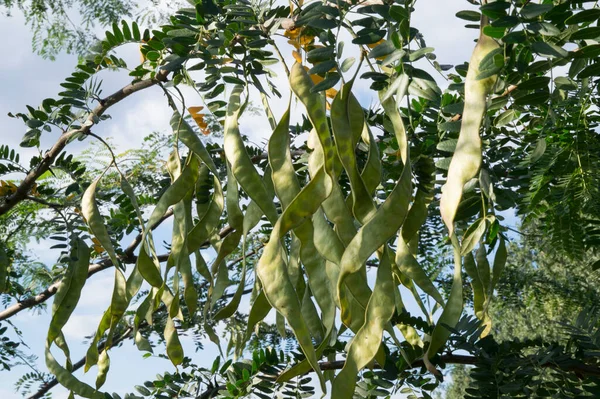 Close Branches Thorntree Acacia Plenty Long Big Seed Pods — Zdjęcie stockowe