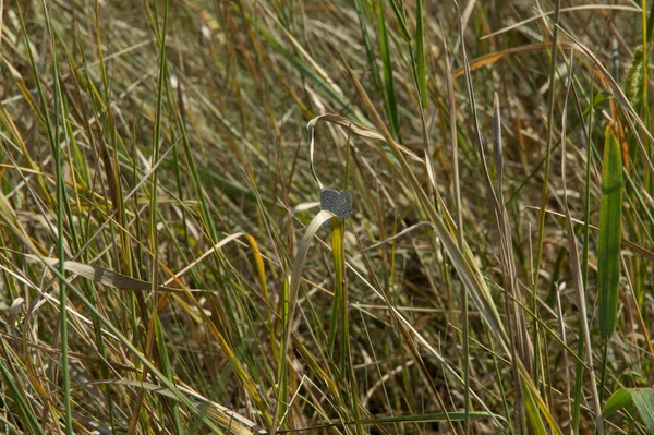 Close Common Blue Butterfly Ventral Side Sidewise — Zdjęcie stockowe