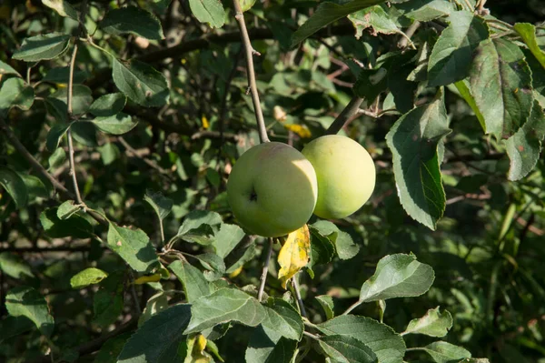 close-up: two green apples on the branch
