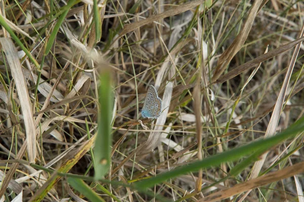 Close Common Blue Butterfly Ventral Side Sidewise — ストック写真