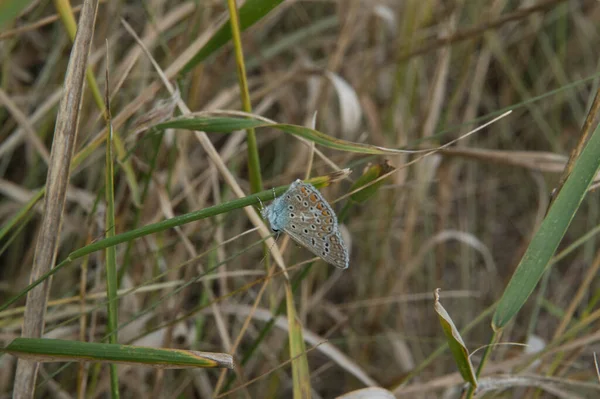 Close Common Blue Butterfly Ventral Side Sidewise — Zdjęcie stockowe