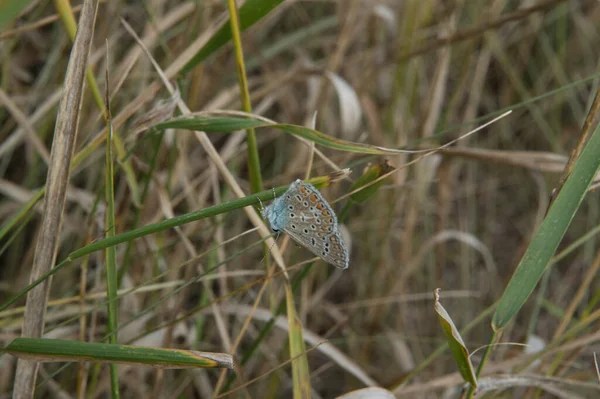 इडव — स्टॉक फ़ोटो, इमेज