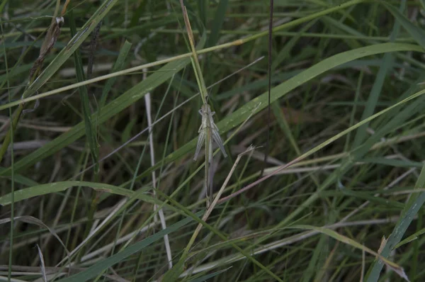 Крупный План Бледно Коричневый Кузнечик Траве — стоковое фото