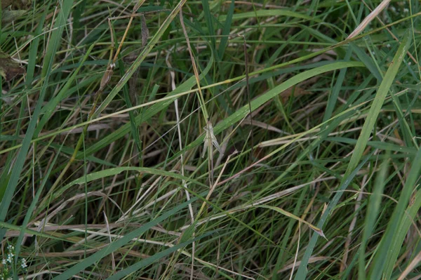 Крупный План Бледно Коричневый Кузнечик Траве — стоковое фото