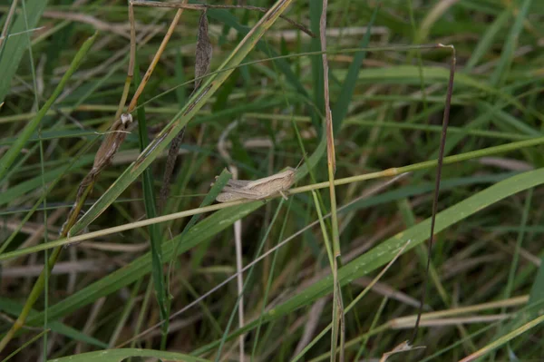 Close Pale Brown Grasshopper Grass — 스톡 사진