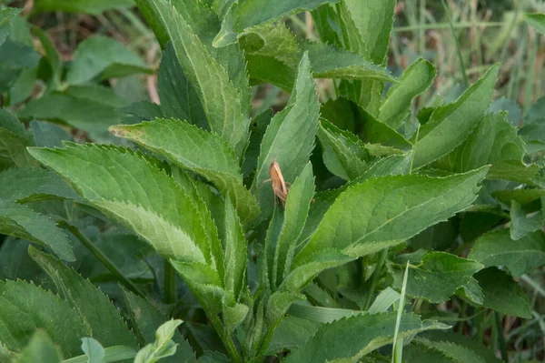 Close Brown Grasshopper Leaf Wild Milkweed — Stockfoto