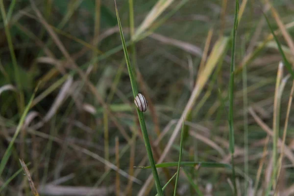 close-up: garden banded snail with brown banding in a sweet vernal-grass stem