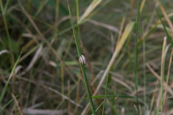 Close Garden Banded Snail Brown Banding Sweet Vernal Grass Stem — ストック写真
