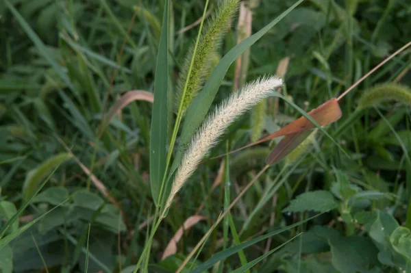 close-up: dry long pale yellow spike in the lane
