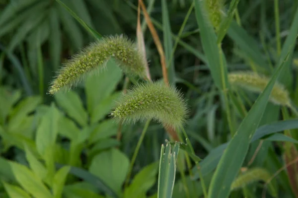 close-up: two big green spikes in the lane