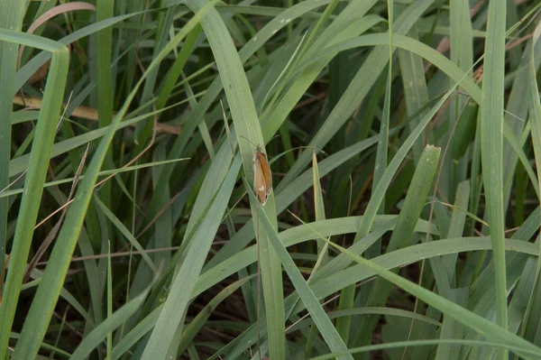 close-up: pearly heath butterfly with the reddish yellow undeside 