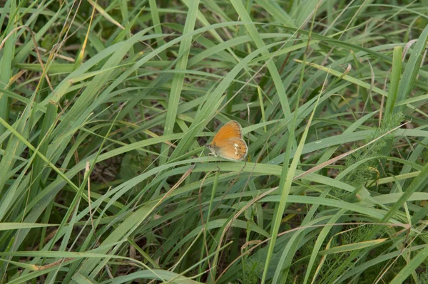 close-up: pearly heath butterfly with the reddish yellow undeside 