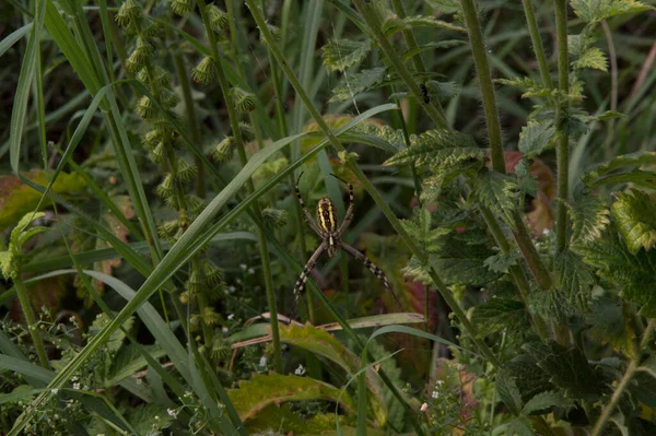 Close Big Wasp Spider Ventral Side Its Orb Web — ストック写真