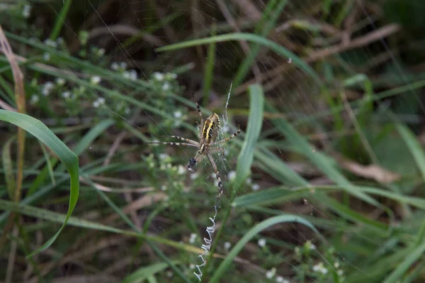 Close Big Wasp Spider Showing Web Decoration Called Stabilimentum — Fotografia de Stock