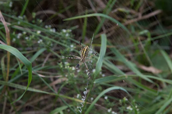 Close Big Wasp Spider Showing Web Decoration Called Stabilimentum — Stockfoto